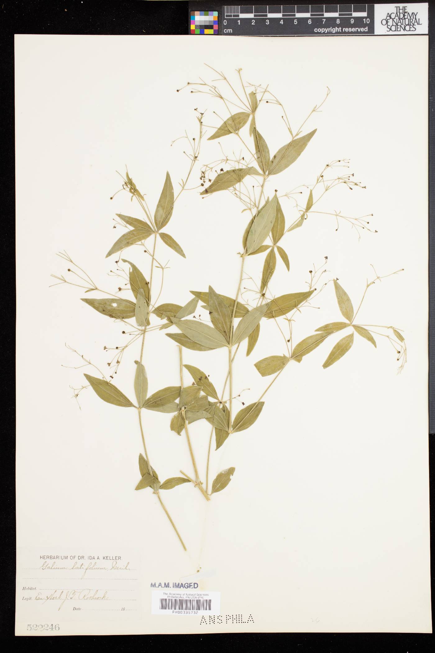Galium latifolium image