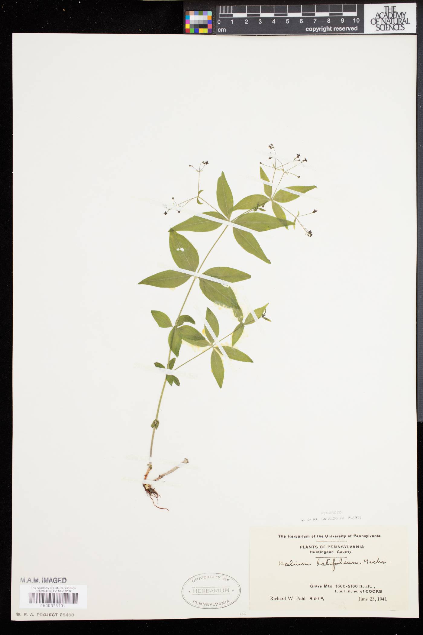 Galium latifolium image