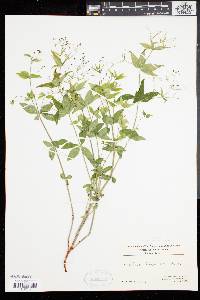 Galium latifolium image