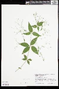 Galium latifolium image