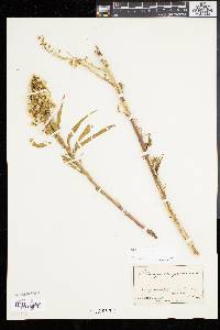 Solidago sempervirens image