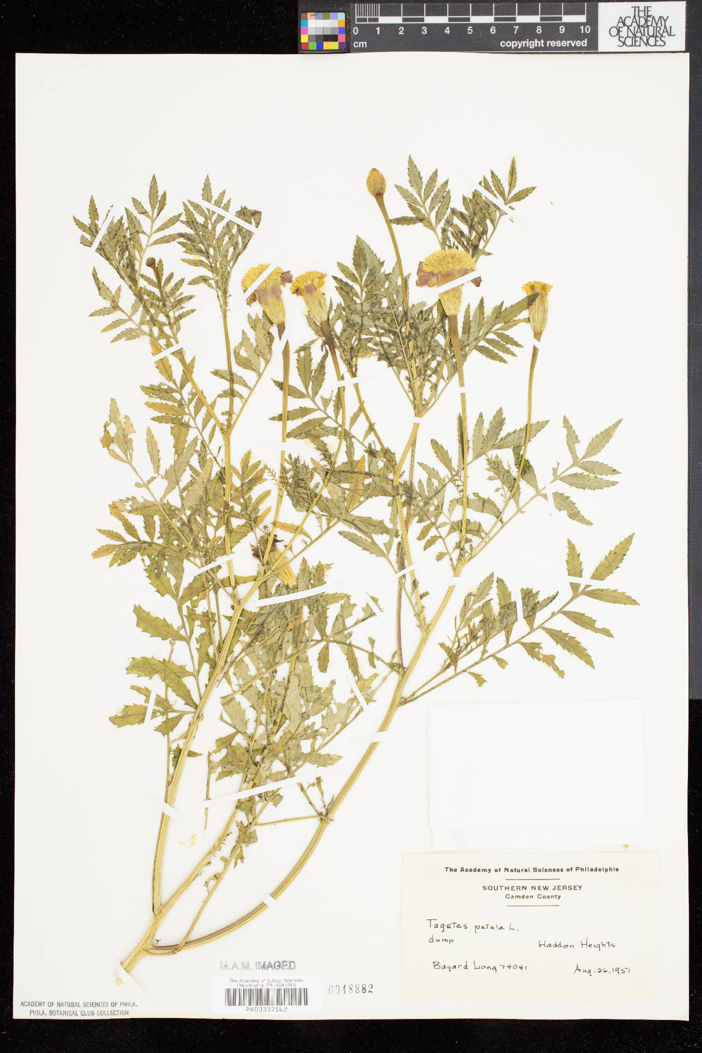 Tagetes patula image