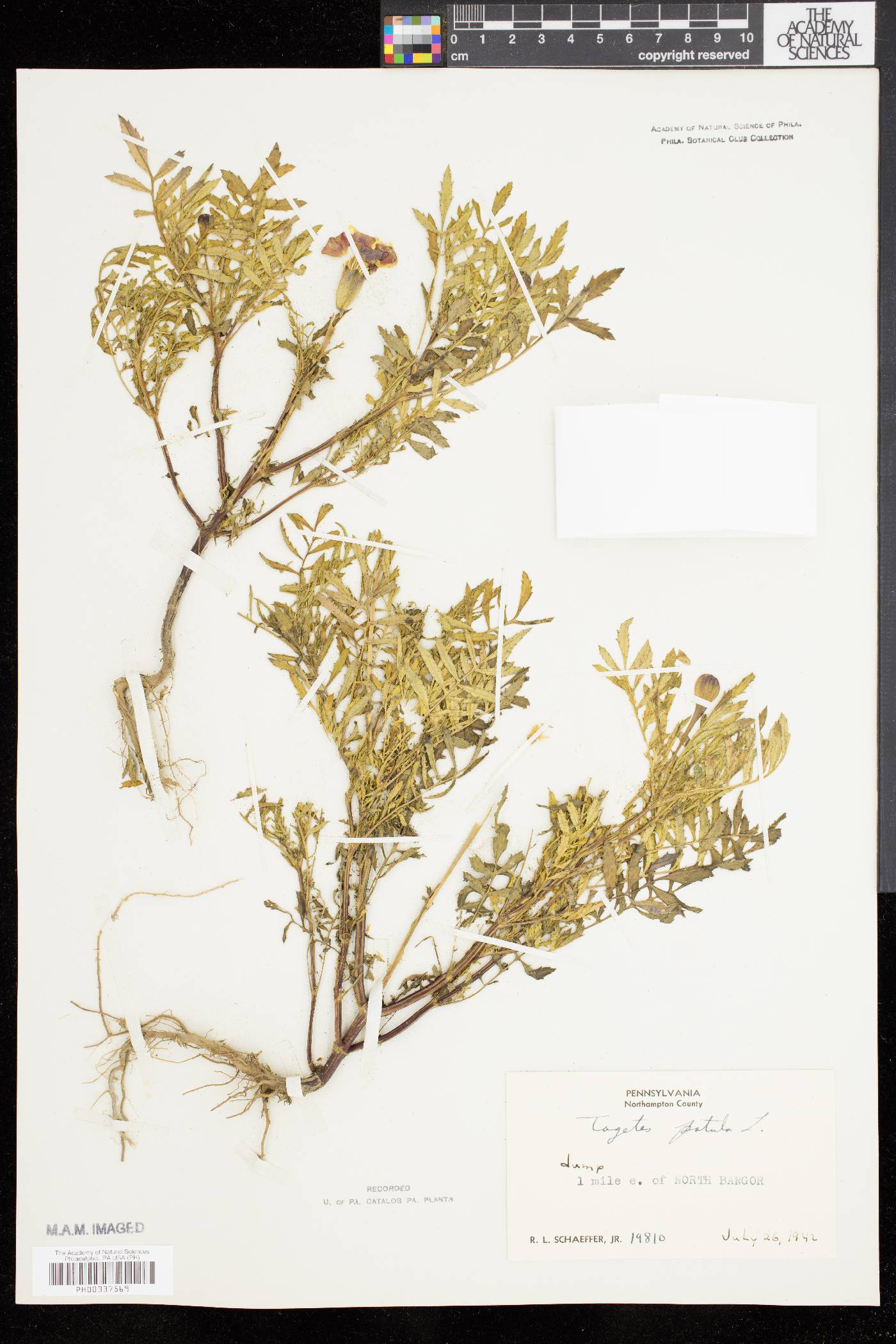 Tagetes patula image