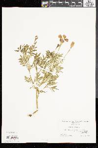 Tagetes patula image