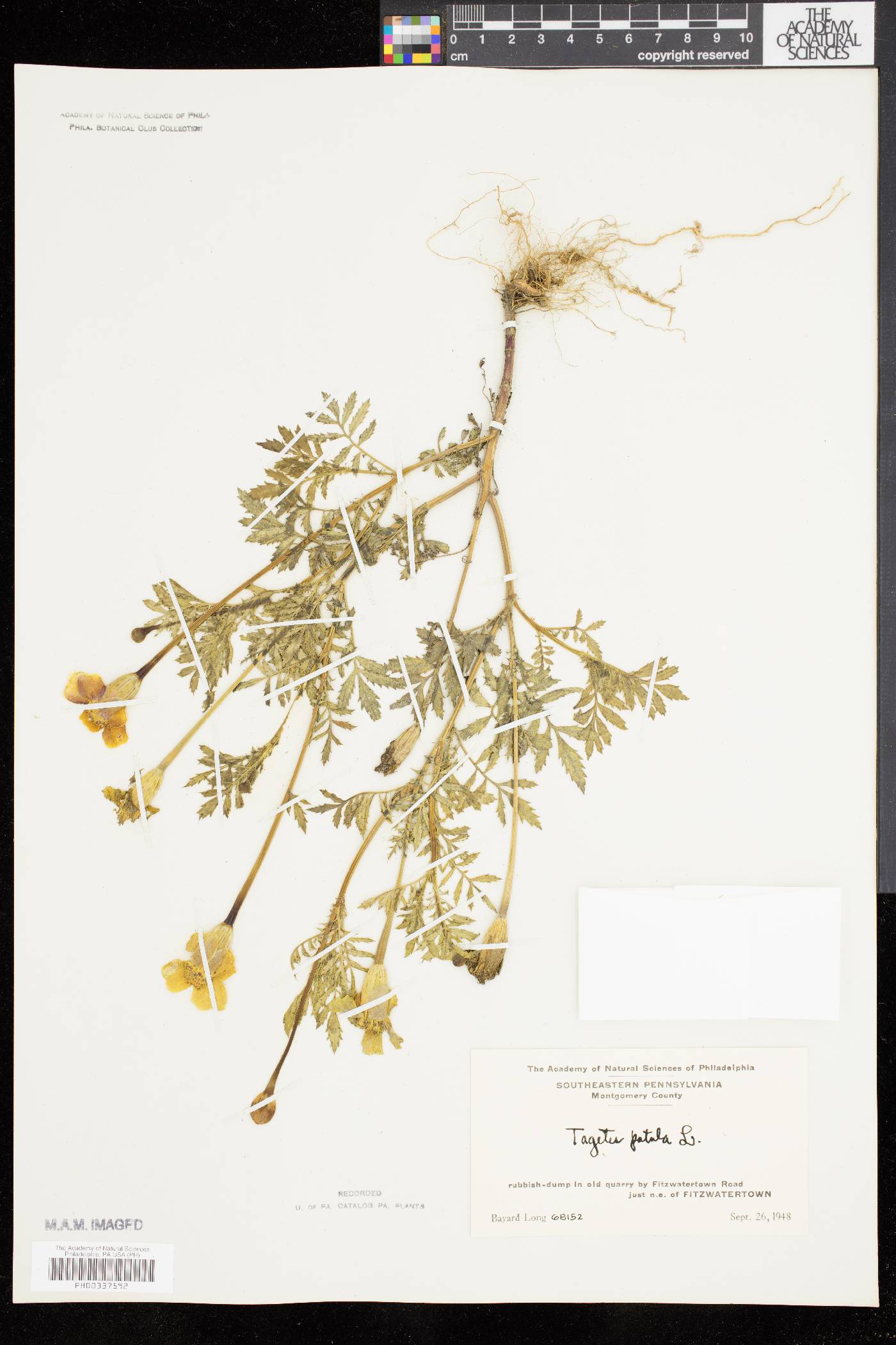 Tagetes patula image