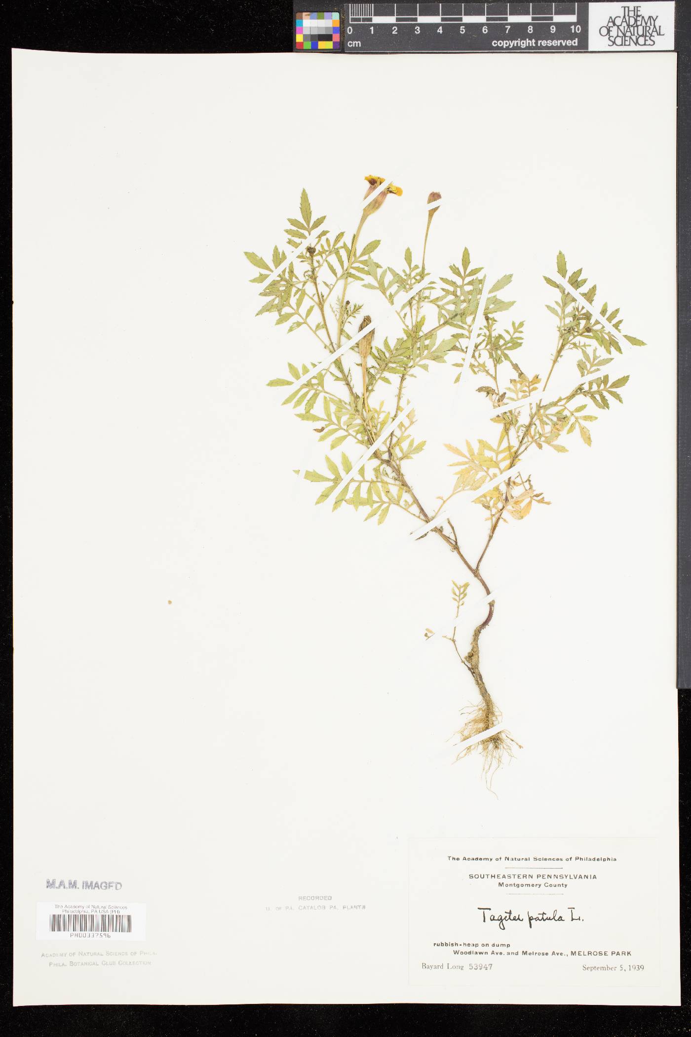 Tagetes patula image