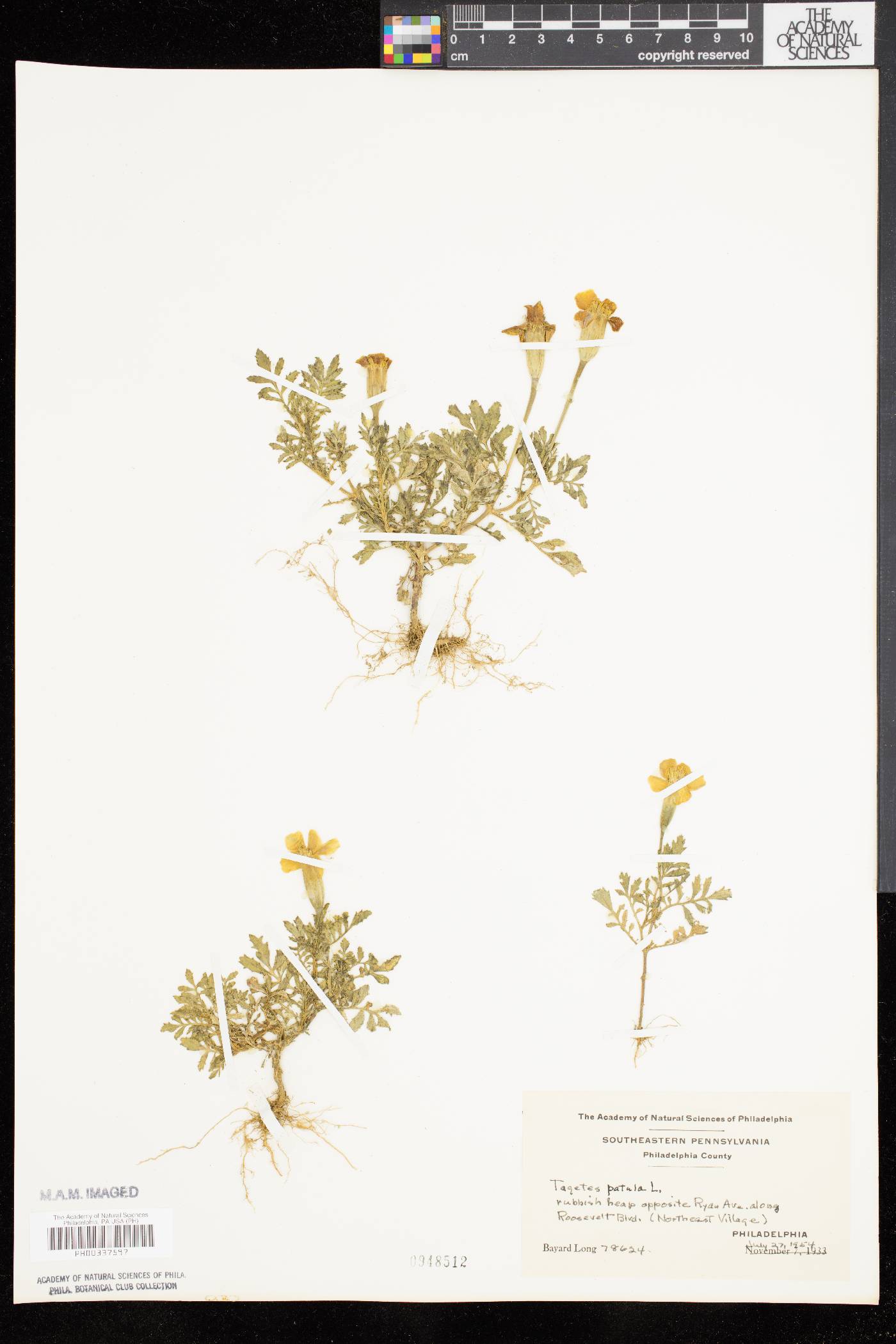 Tagetes patula image