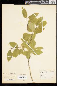 Lonicera symphoricarpos image