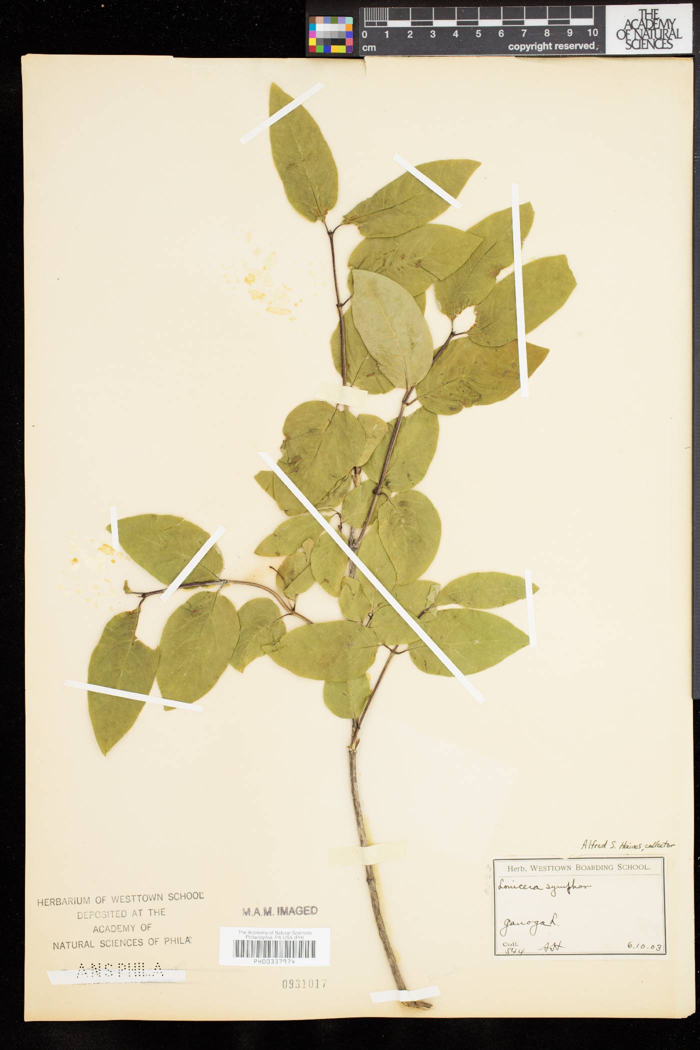 Lonicera symphoricarpos image