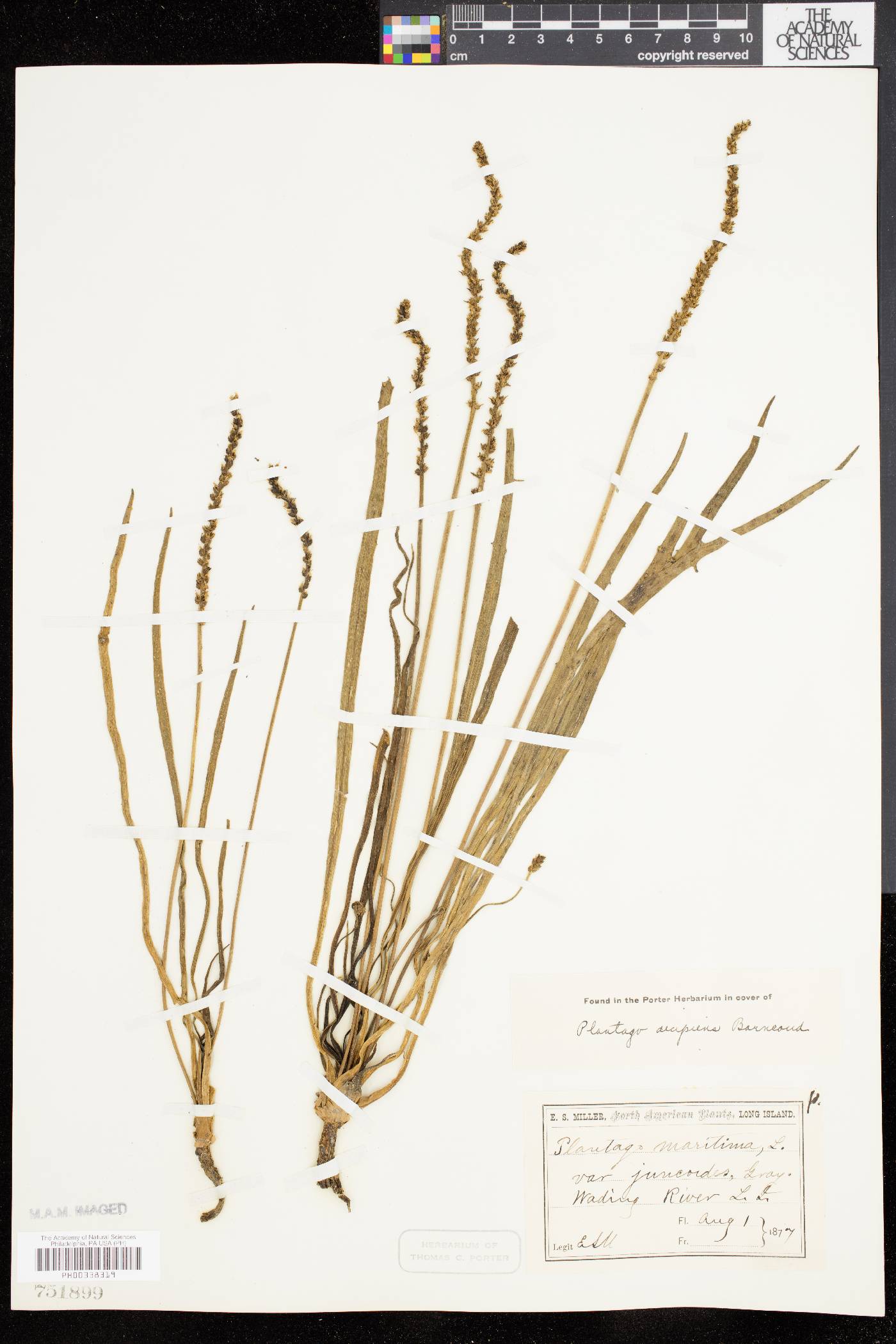 Plantago decipiens image