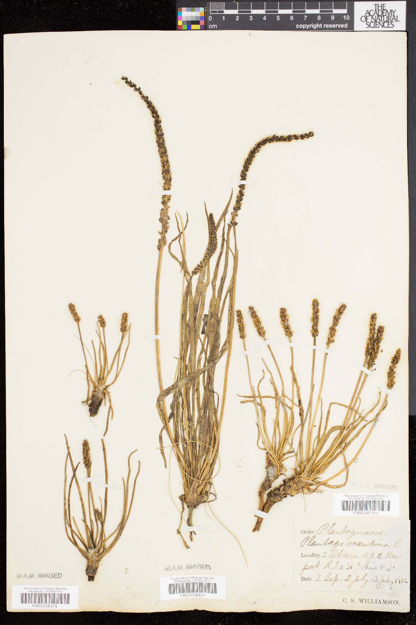 Plantago decipiens image