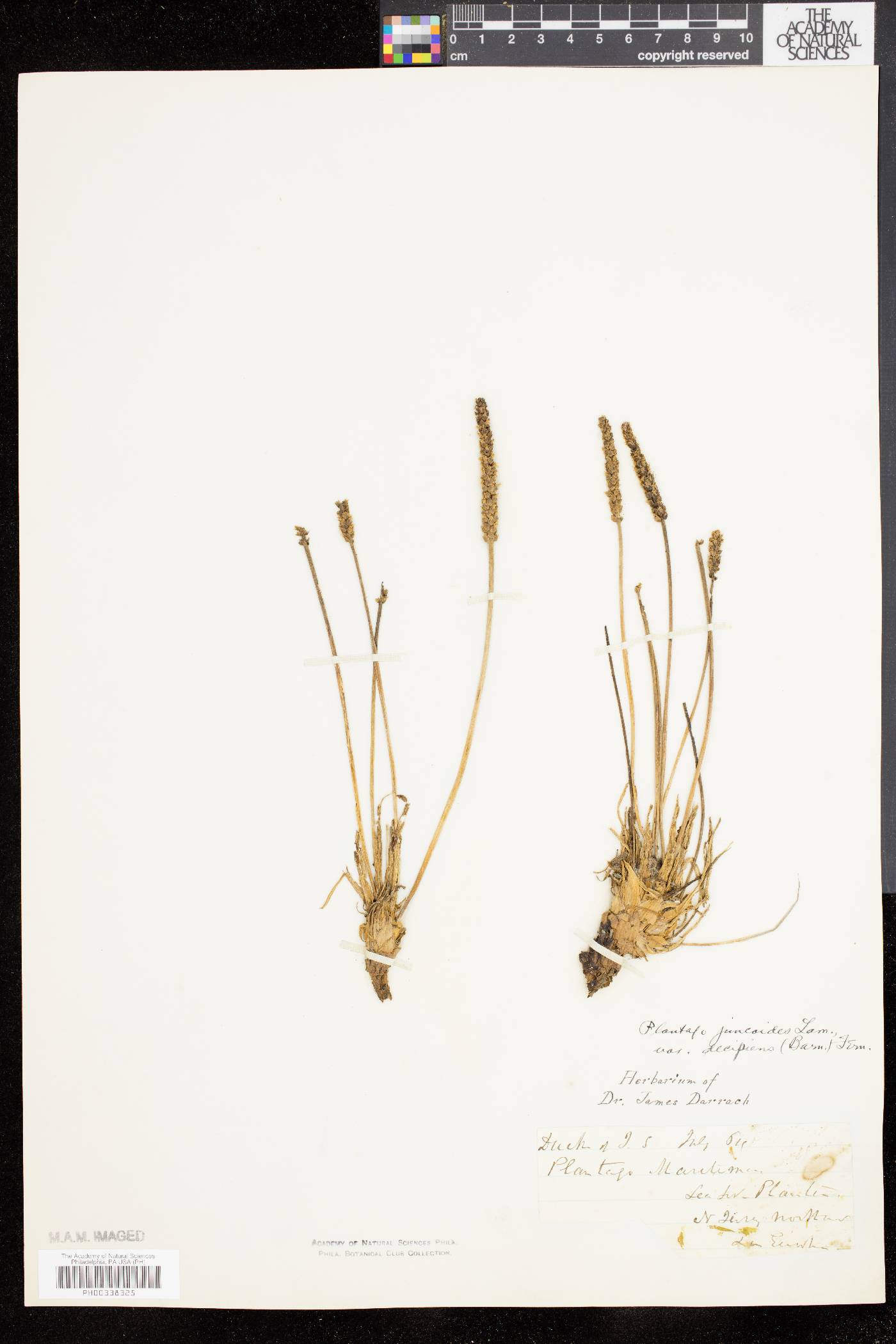 Plantago decipiens image