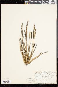 Plantago decipiens image