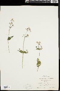 Collinsia verna image