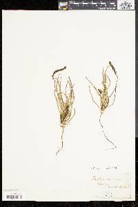 Plantago oliganthos image