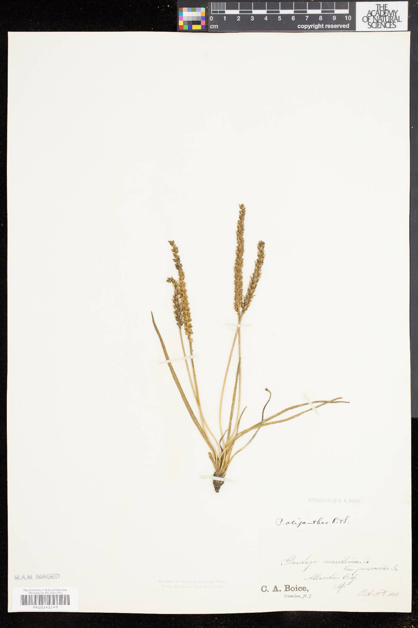 Plantago oliganthos image