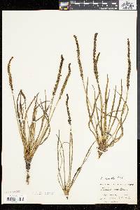 Plantago oliganthos image