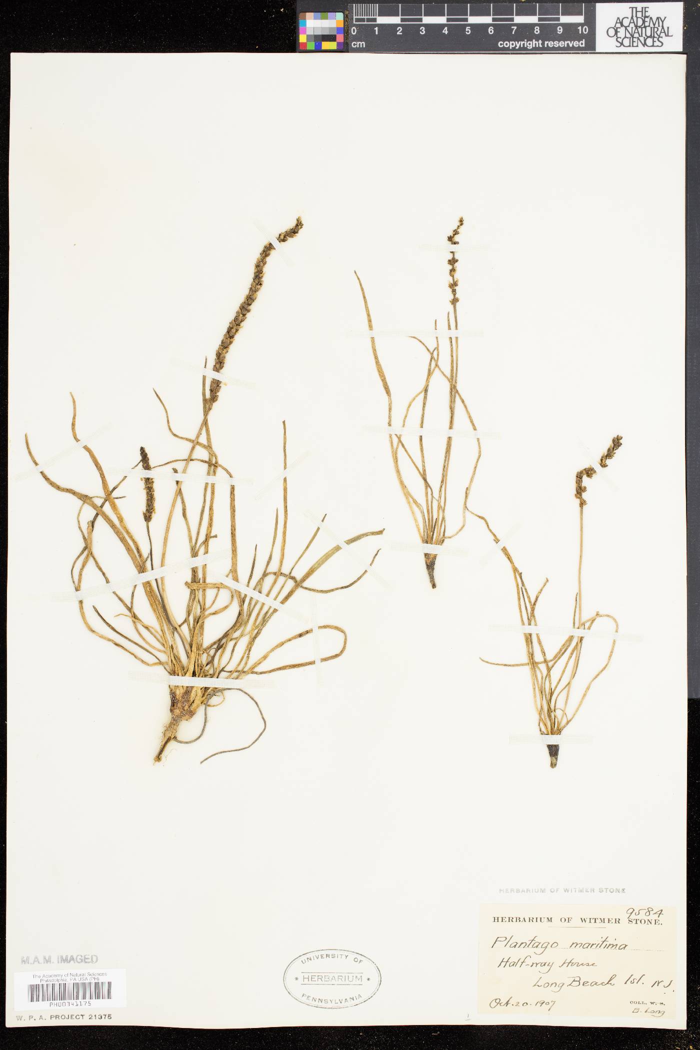 Plantago oliganthos image