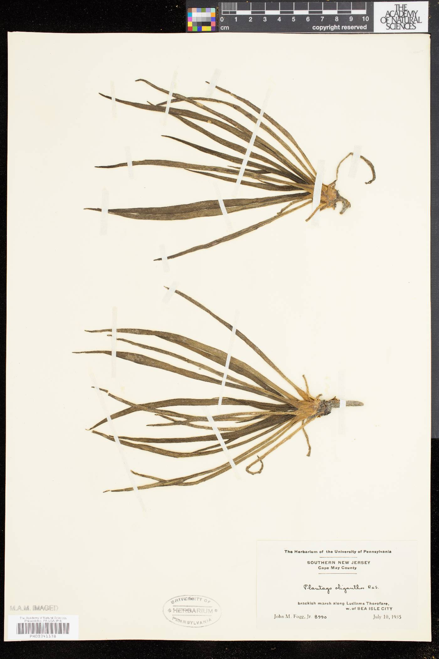 Plantago oliganthos image