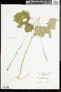 Phryma leptostachya image