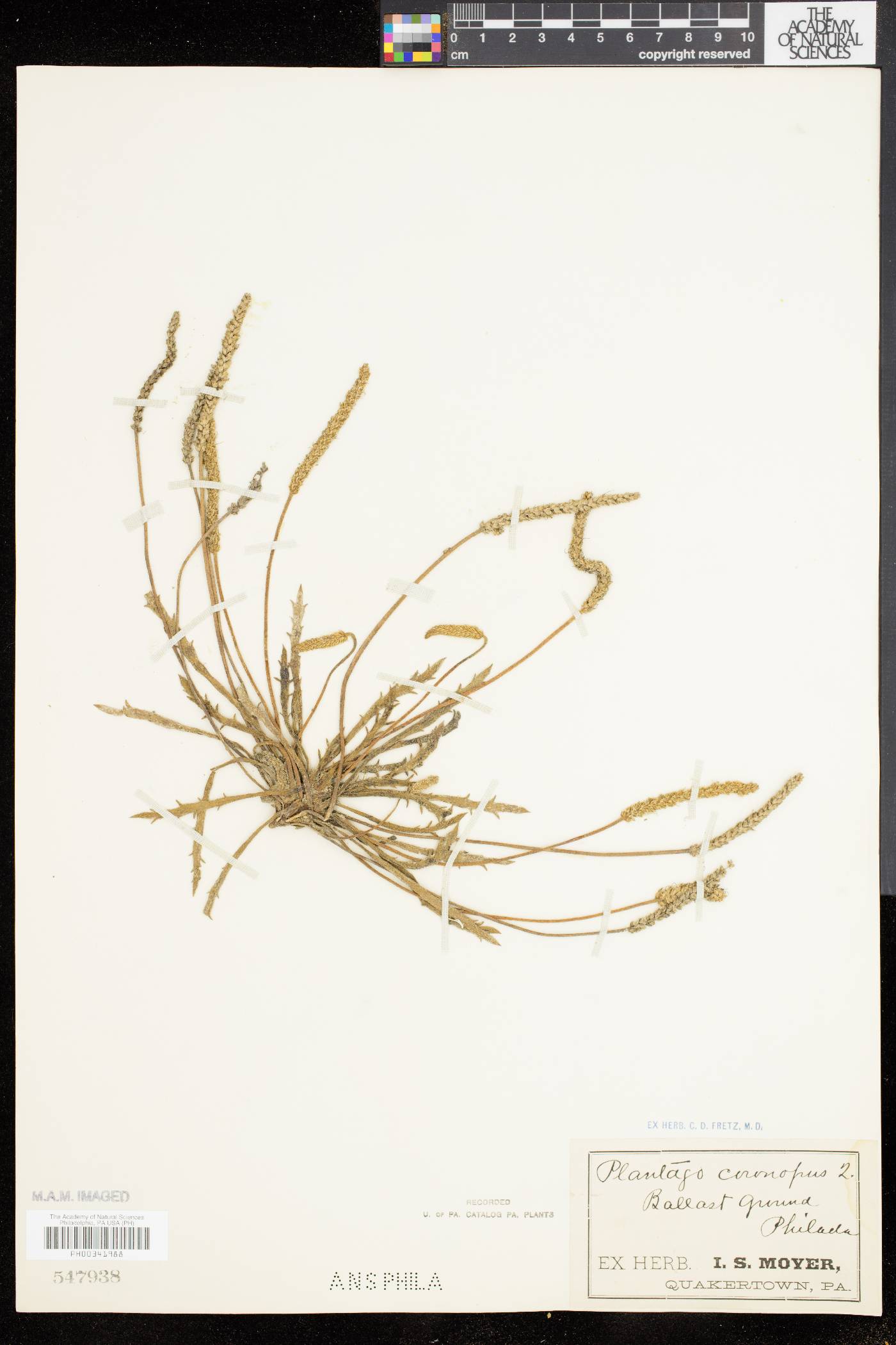 Plantago coronopus image