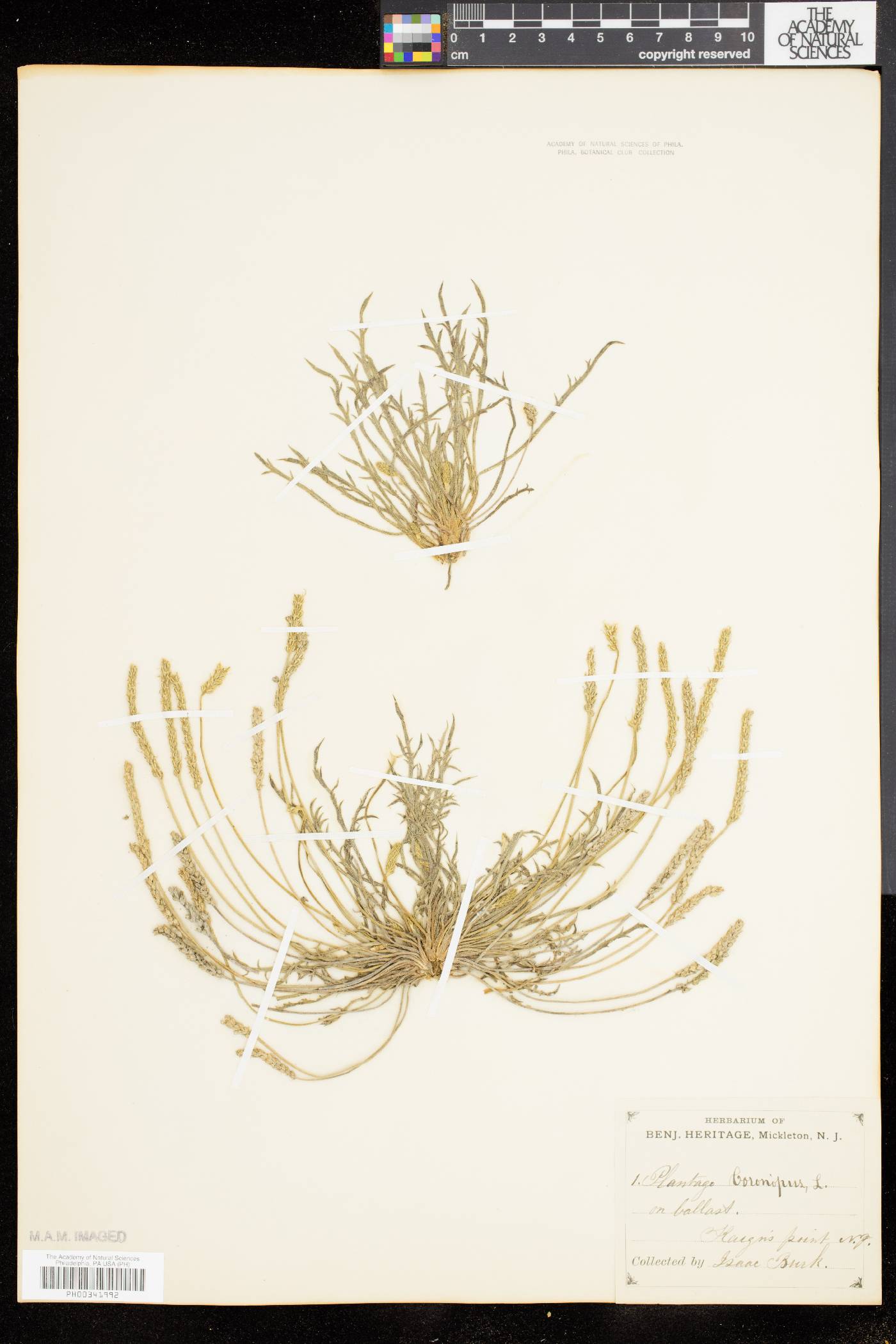 Plantago coronopus image