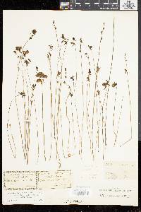 Utricularia cornuta image