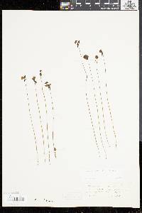 Utricularia cornuta image