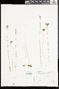 Utricularia cornuta image