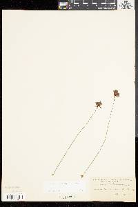 Utricularia cornuta image
