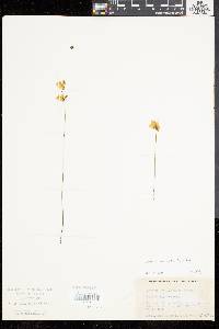 Utricularia cornuta image