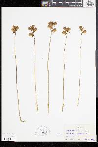 Utricularia cornuta image