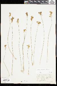 Utricularia cornuta image