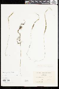 Utricularia gibba image