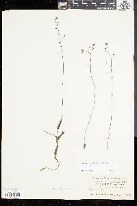 Utricularia gibba image