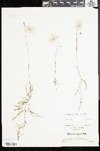 Utricularia gibba image