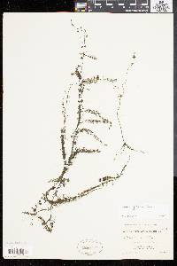 Utricularia gibba image