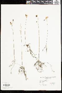 Utricularia gibba image