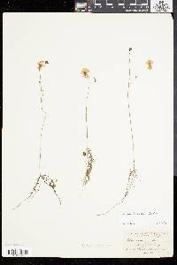 Utricularia gibba image