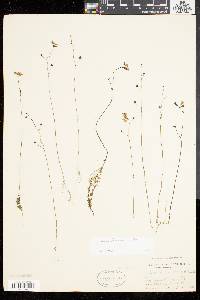 Utricularia gibba image