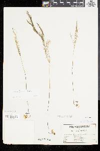 Utricularia gibba image