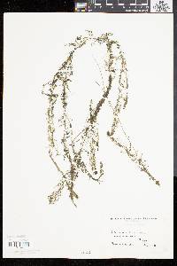 Utricularia gibba image