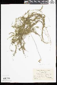 Utricularia gibba image