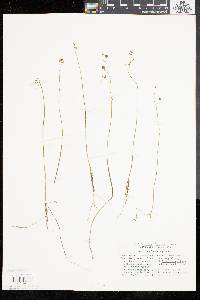 Utricularia gibba image