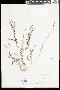 Utricularia gibba image