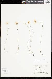 Utricularia gibba image