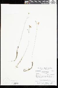 Utricularia gibba image