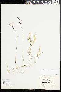 Utricularia gibba image