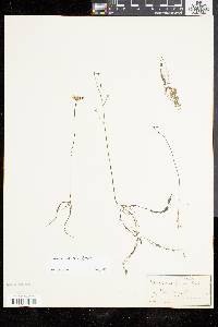 Utricularia gibba image