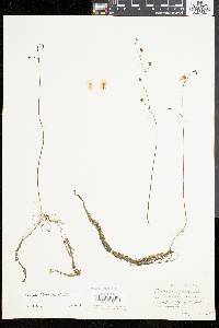 Utricularia gibba image